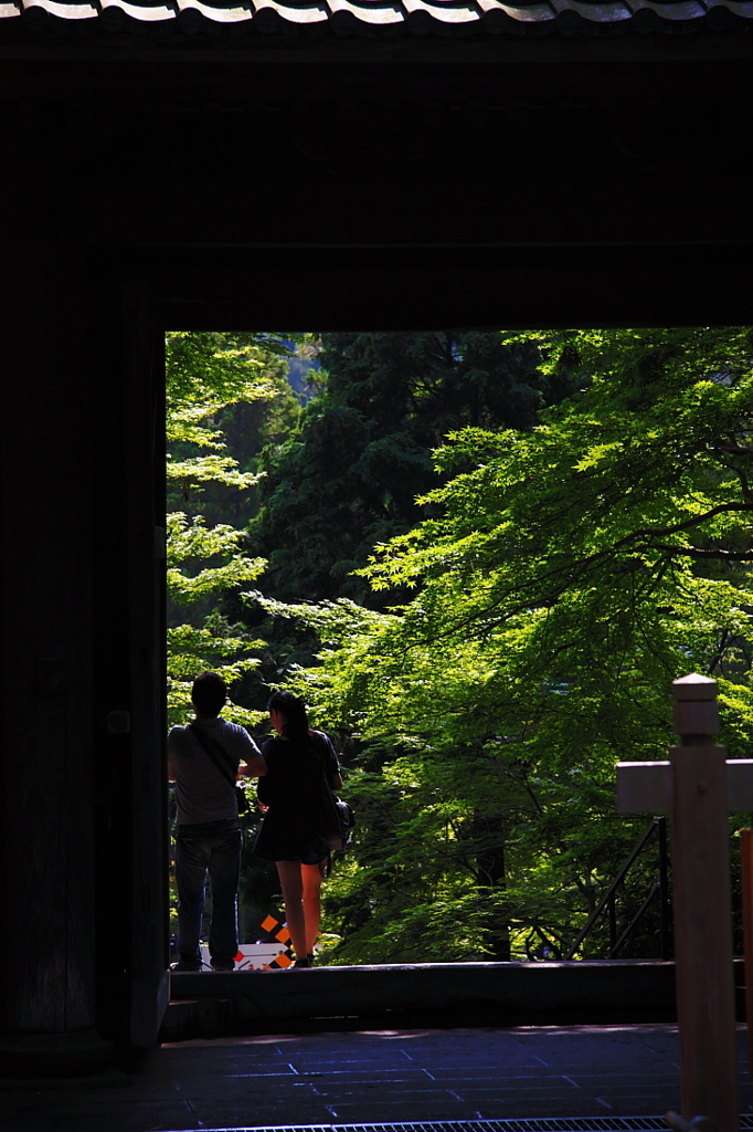 盛夏一景