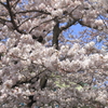 一気に満開２