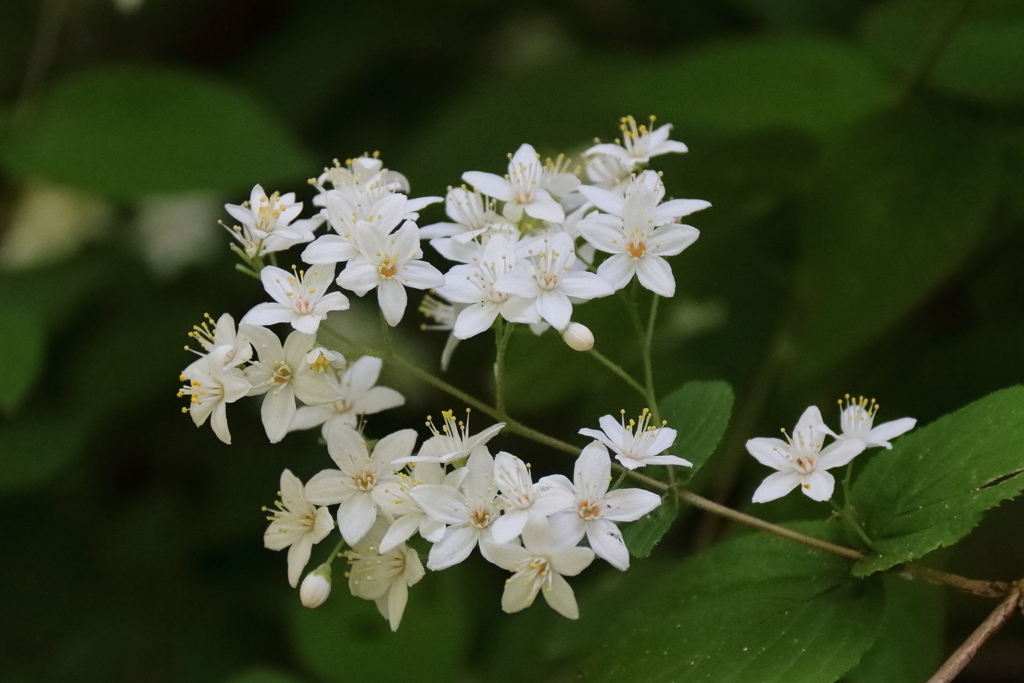 マルバウツギ２