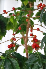 花散歩コーヒー熟す