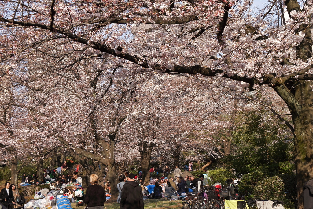 桜日和