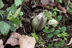 花散歩ふきのとう1