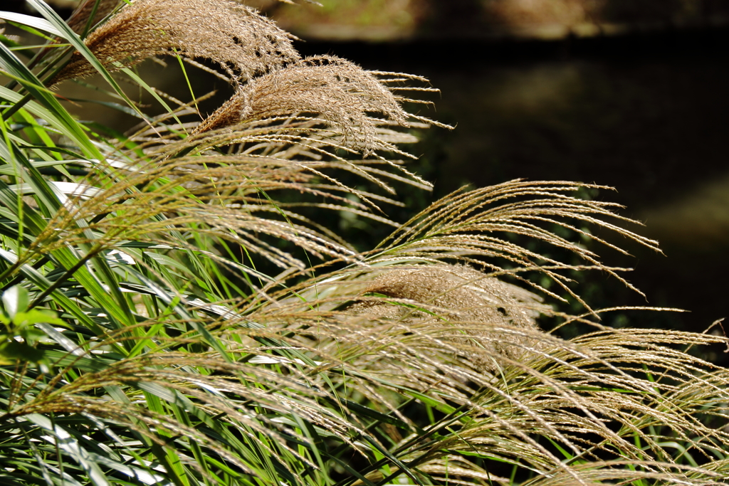 ススキなびく頃３