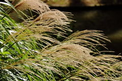 ススキなびく頃３