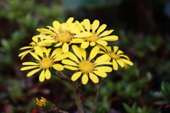花散歩ツワブキ開花１