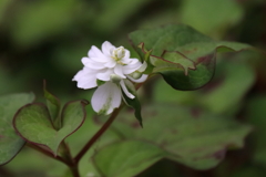 花散歩八重咲きドクダミ２