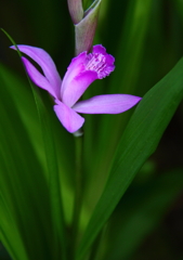紫蘭の咲く朝