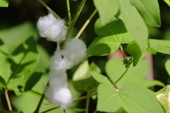 花散歩綿３