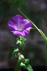 花散歩朝顔4