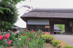 鯉幟泳ぐ古民家公園