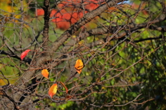 花散歩残り紅葉３