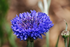 公園花壇矢車草３