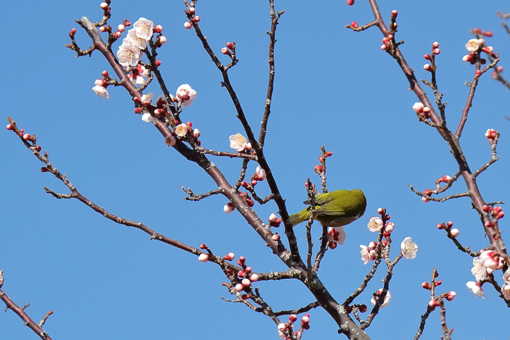 恥ずかしいからァ