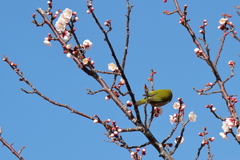 恥ずかしいからァ
