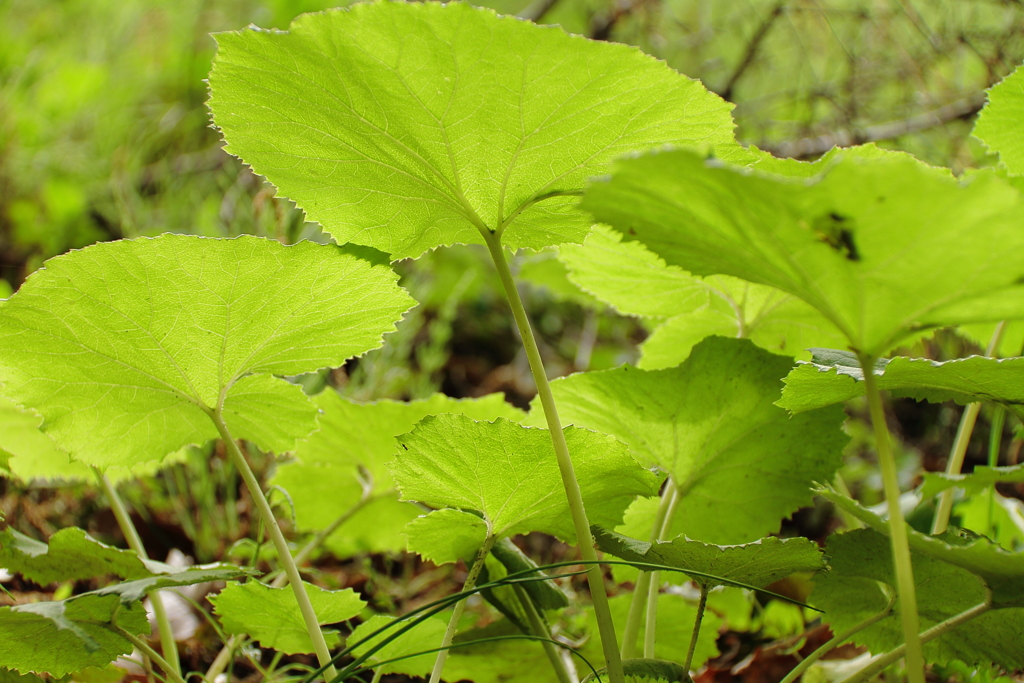 散歩道の若葉達３