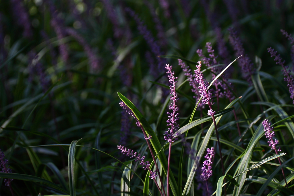 木漏れ日に浮かぶヤブラン