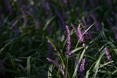 木漏れ日に浮かぶヤブラン