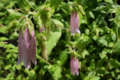 里山散歩ホタルブクロ１