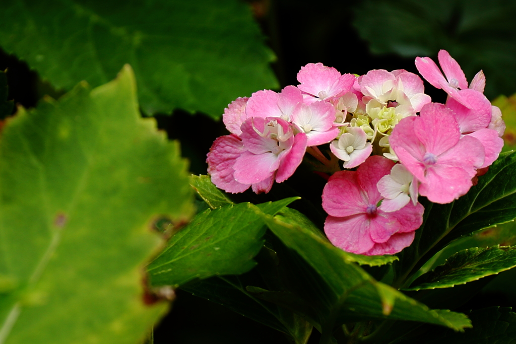 晩夏アジサイ