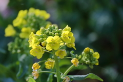 陽光菜の花