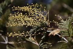 アカシヤの蕾１