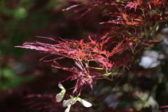 花散歩ベニシダレ