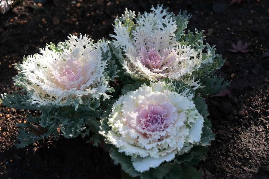 正月に向けて４