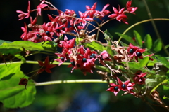花散歩クサギ１
