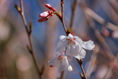 花散歩カンザクラ１