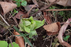 花散歩ふきのとう2