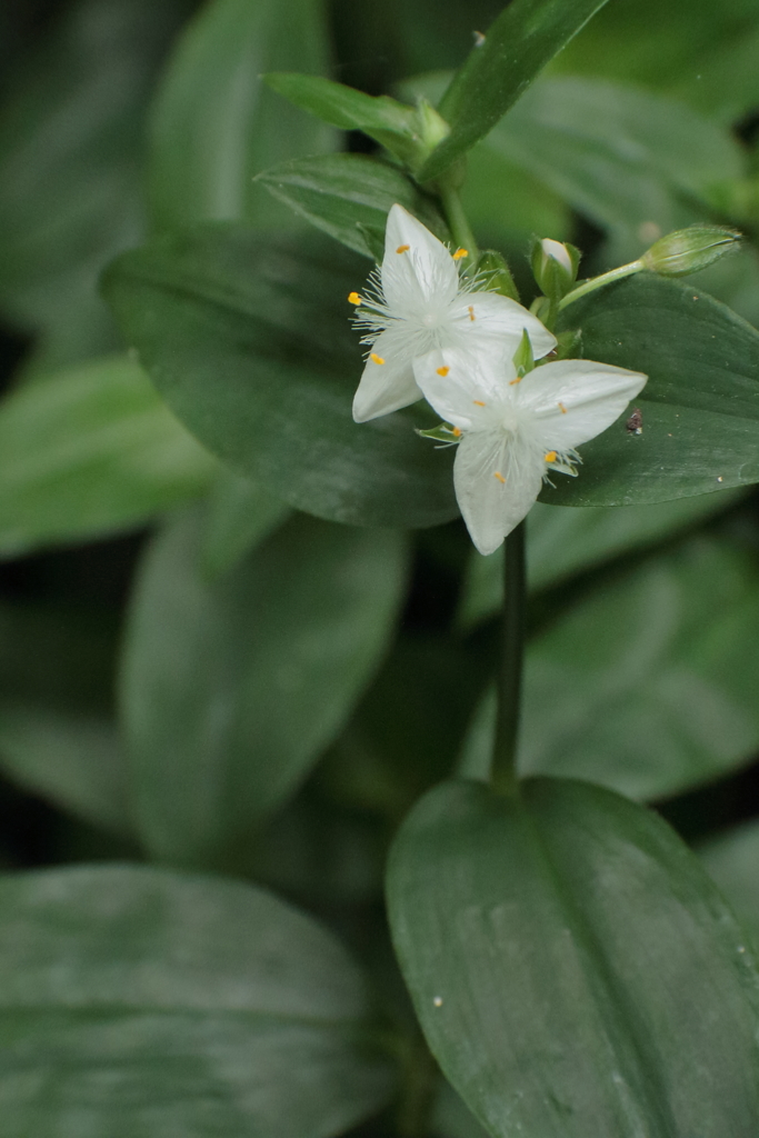 花散歩　トキワツユクサ