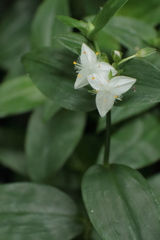 花散歩　トキワツユクサ