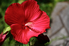 花散歩アメリカフヨウ