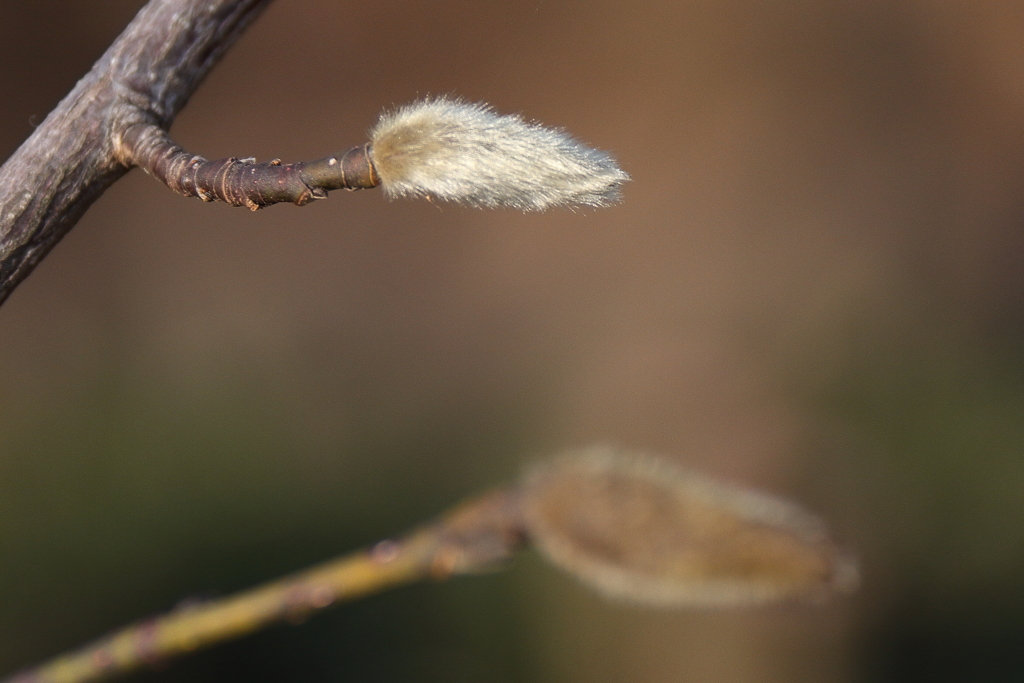 春浅くコブシ１