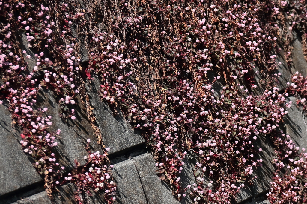 散歩道の花達ヒメツルソバ
