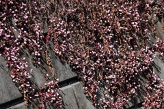 散歩道の花達ヒメツルソバ