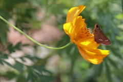 花散歩キバナコスモス１