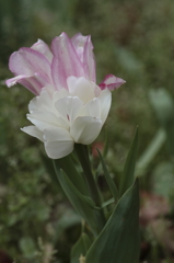 チューリップ2016　15