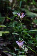 花散歩ホトトギス４