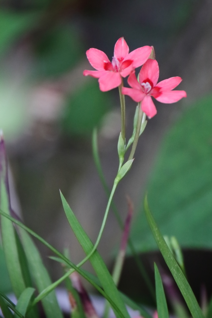 ヒメヒオオギ３