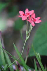 ヒメヒオオギ３