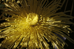 菊花展のスター達４