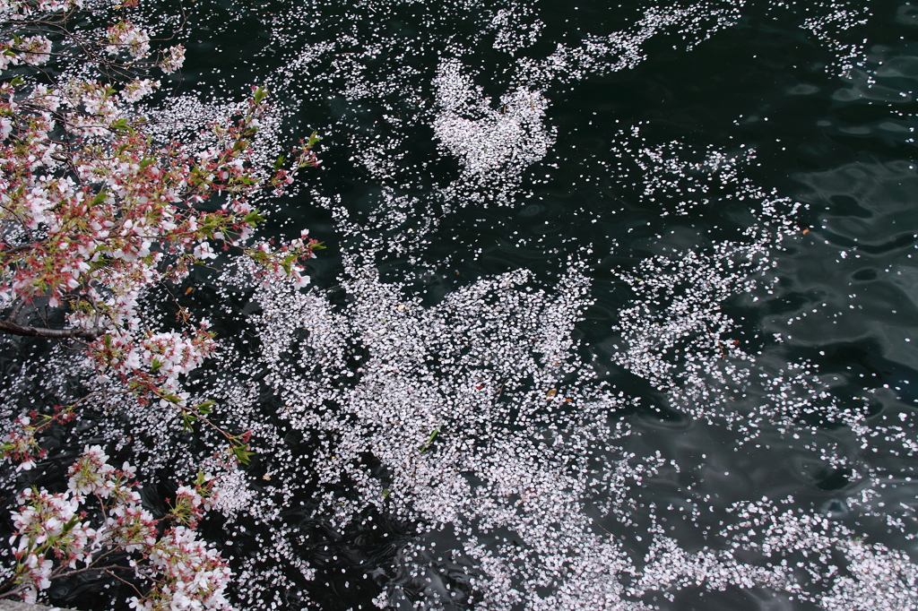 花筏１