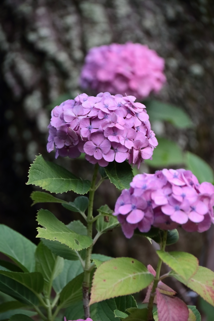 梅雨空あじさい９