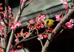 河津桜に誘われて１