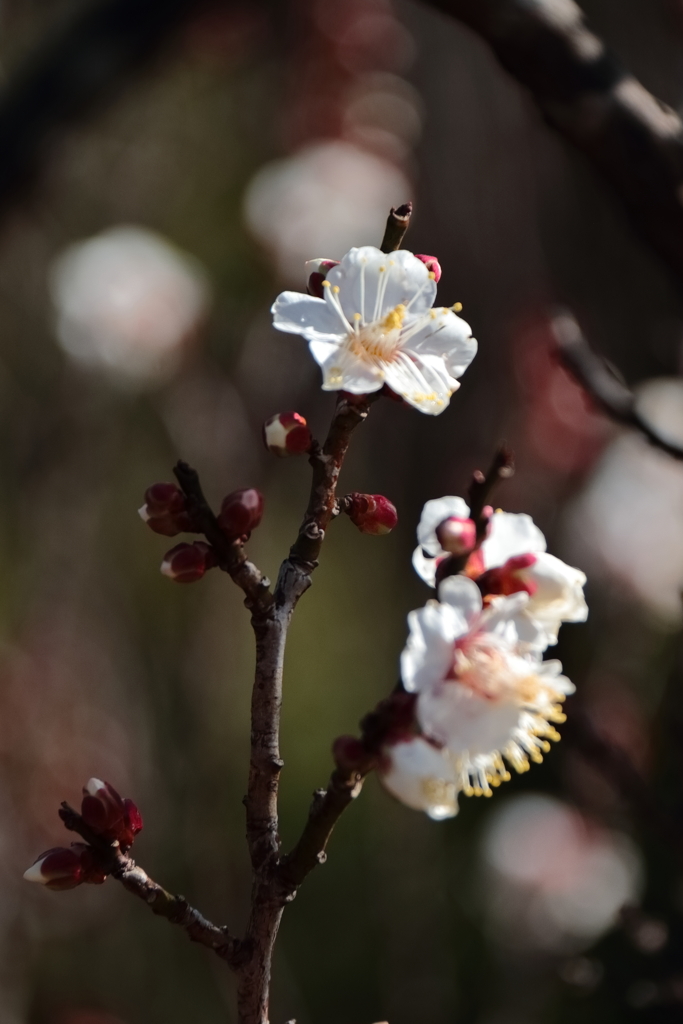 暖光の梅１