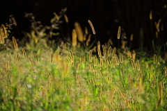 秋陽のイメージ１