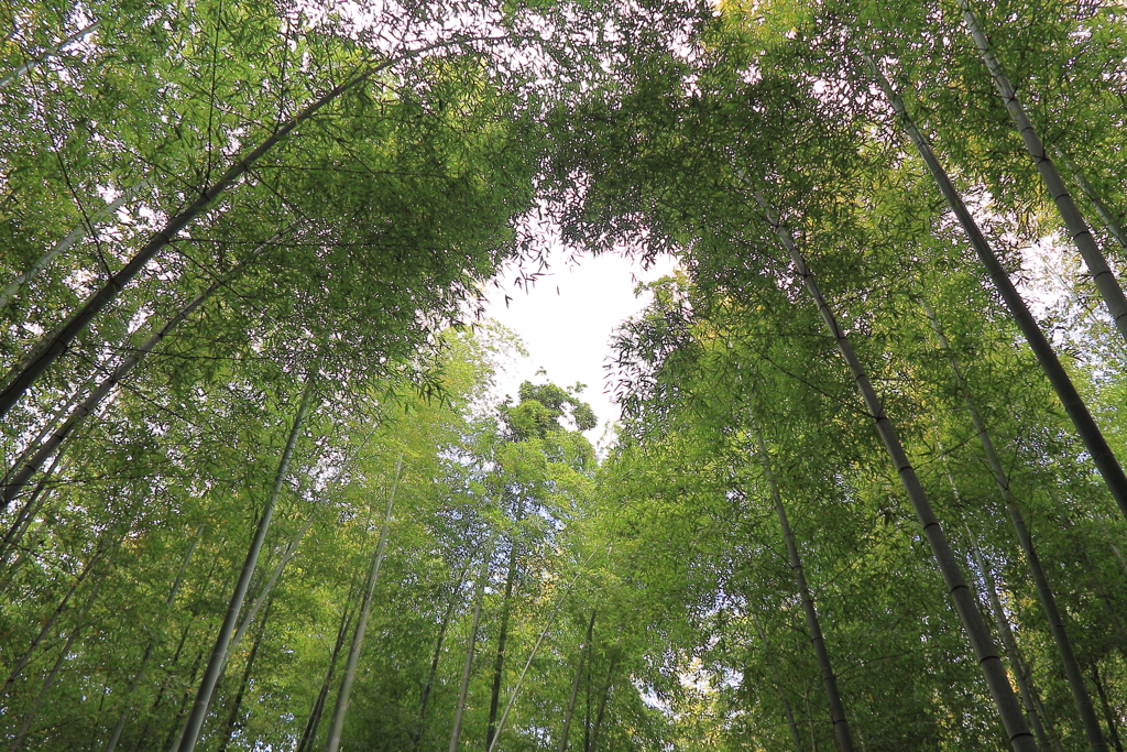竹林小径