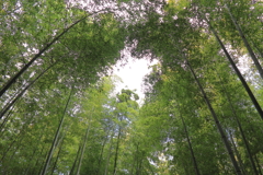 竹林小径