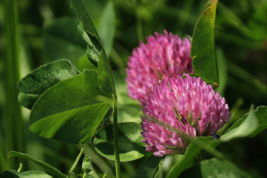 アカツメグサの原２